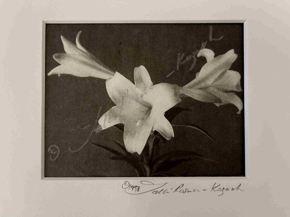 Bermuda lilies classic 1slash 1 platinum