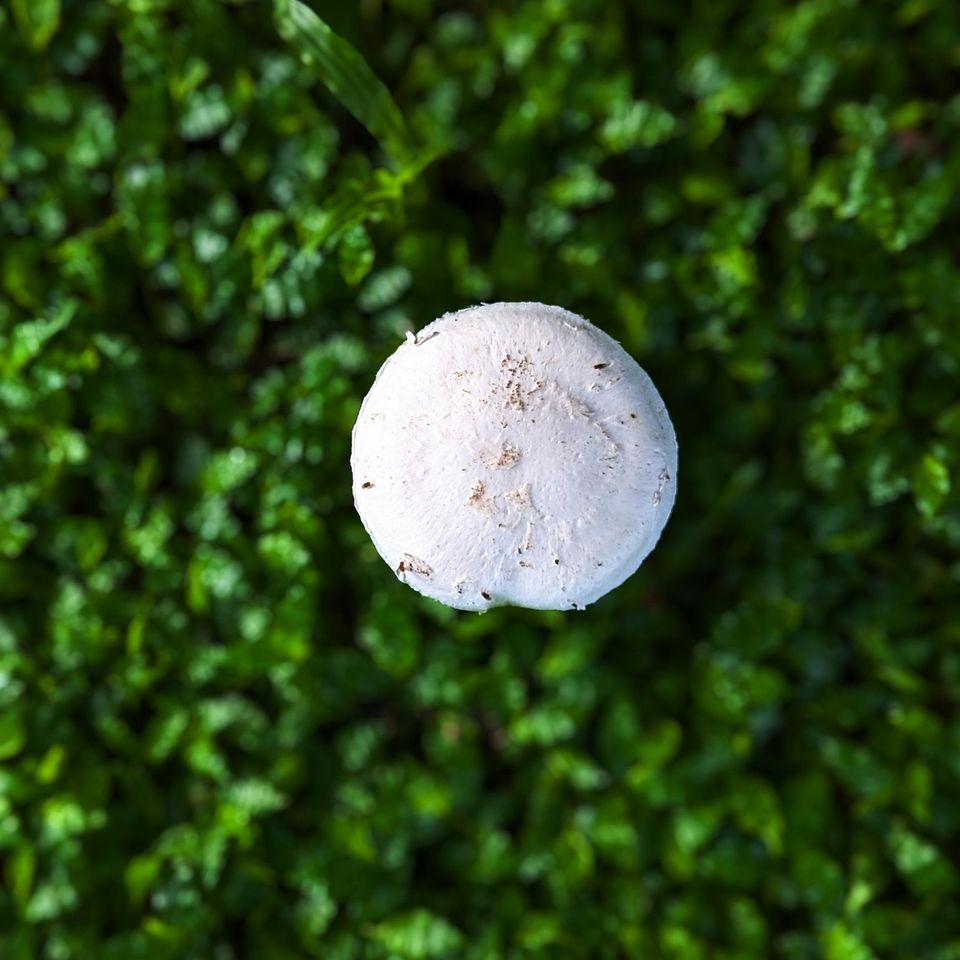 Mollyroselee mushroom g60a9bc93d 1920