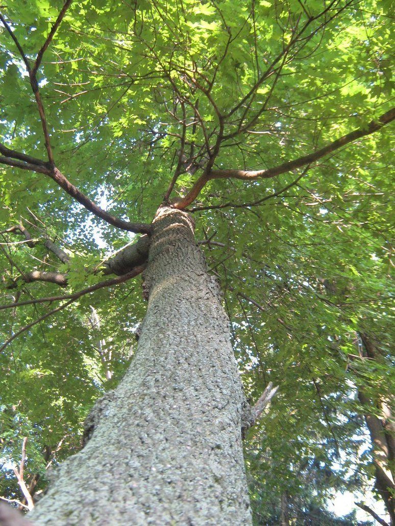 Vertical tree by xxxangelofpainxxx20170209 2000 yum9xk
