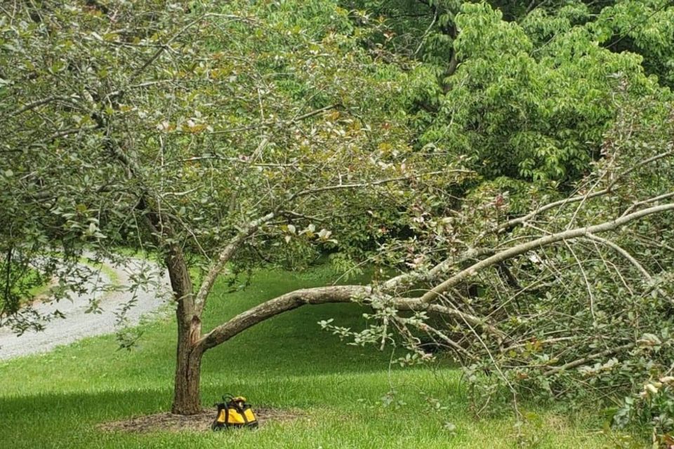 Bracing  storm damage tree