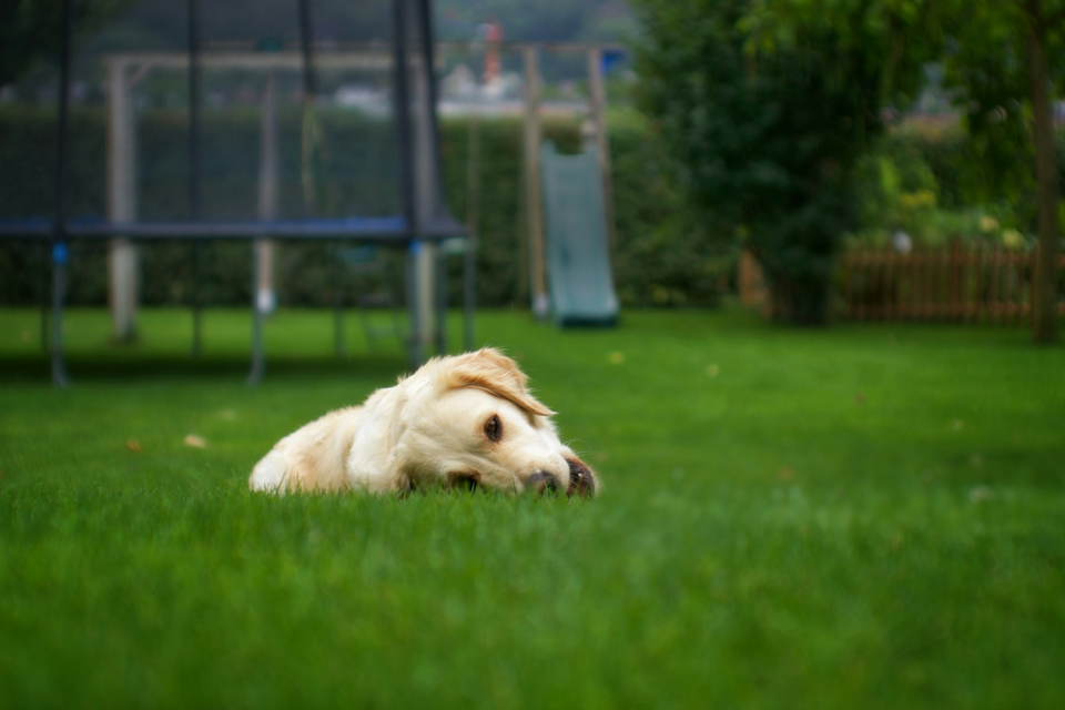 dogs-love-our-lawn-mowing-service