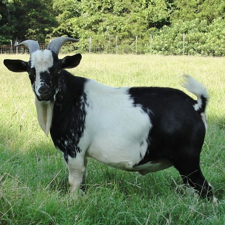 Goats 2