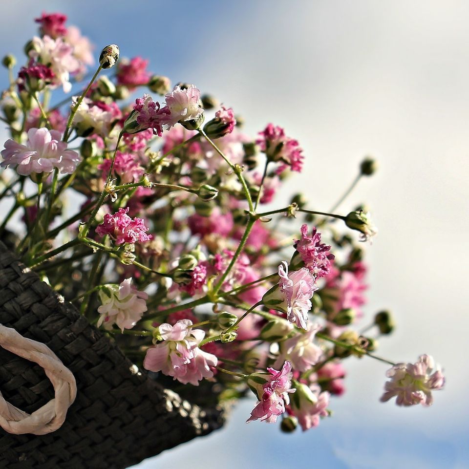 Gypsophila e832b0092f 1920