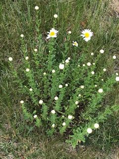 Pollinators