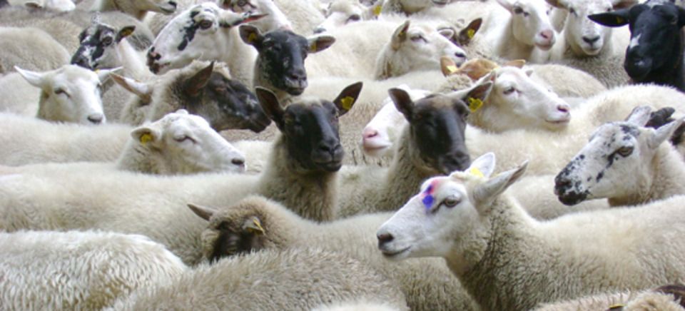 Sheepherd20111010 4924 2lxohh 0