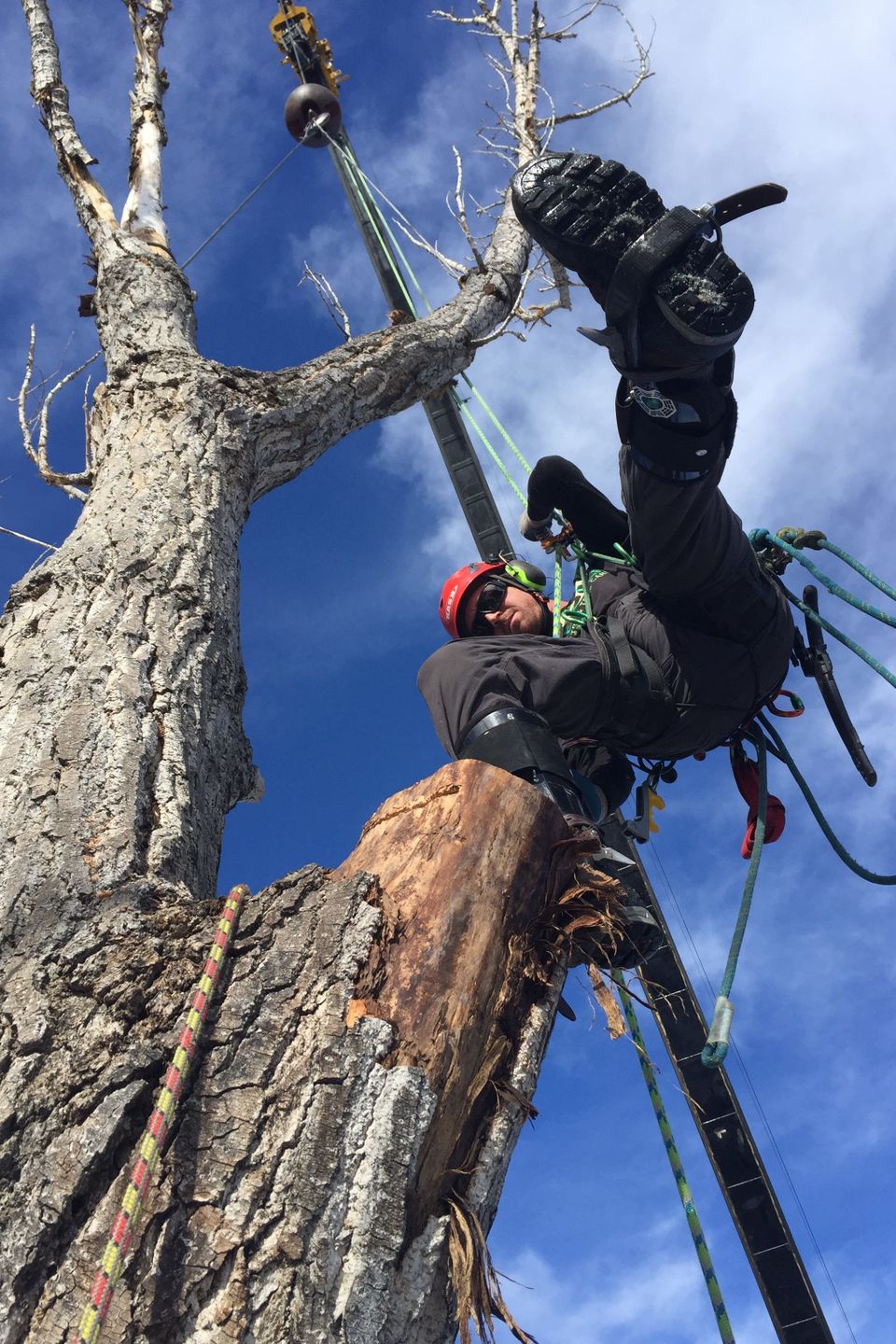 cheap tree removal sacramemto