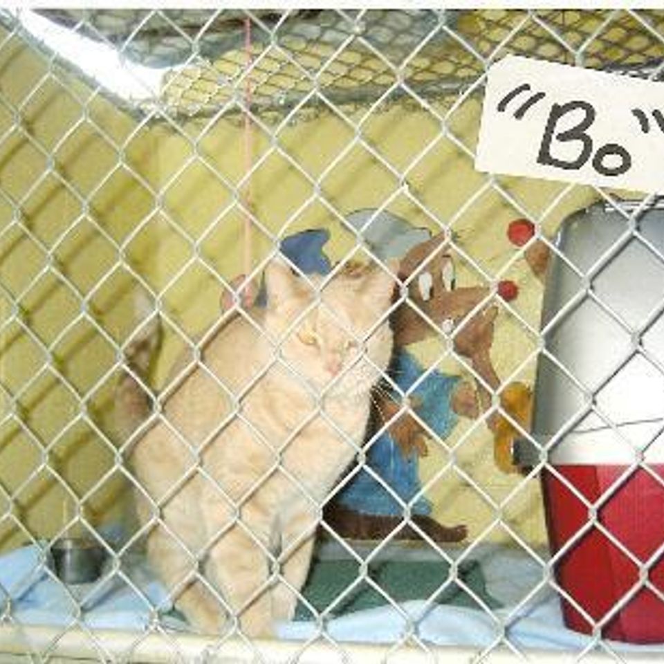 Cat2 459x310 (1)