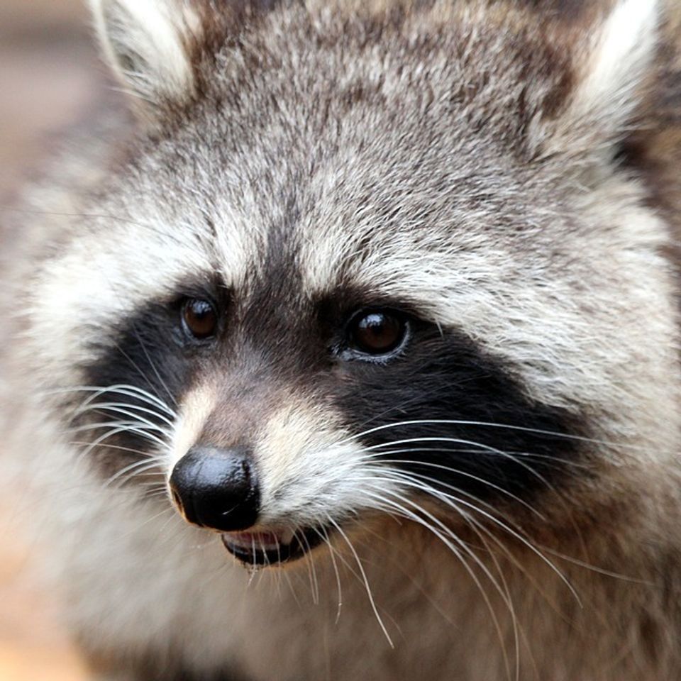 Raccoon 2906297 960 72020180118 19271 97i3q7