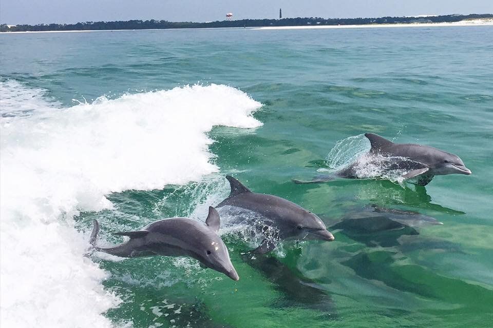 Charleston dolphin tour 24