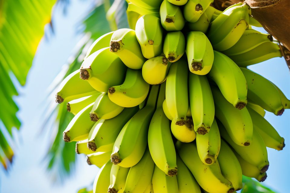 Delicious bananas nature