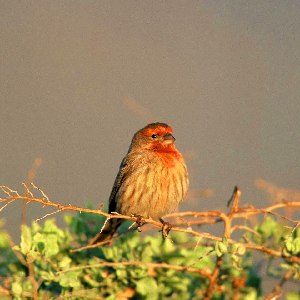 House finch20121203 1865 4hdjef 0