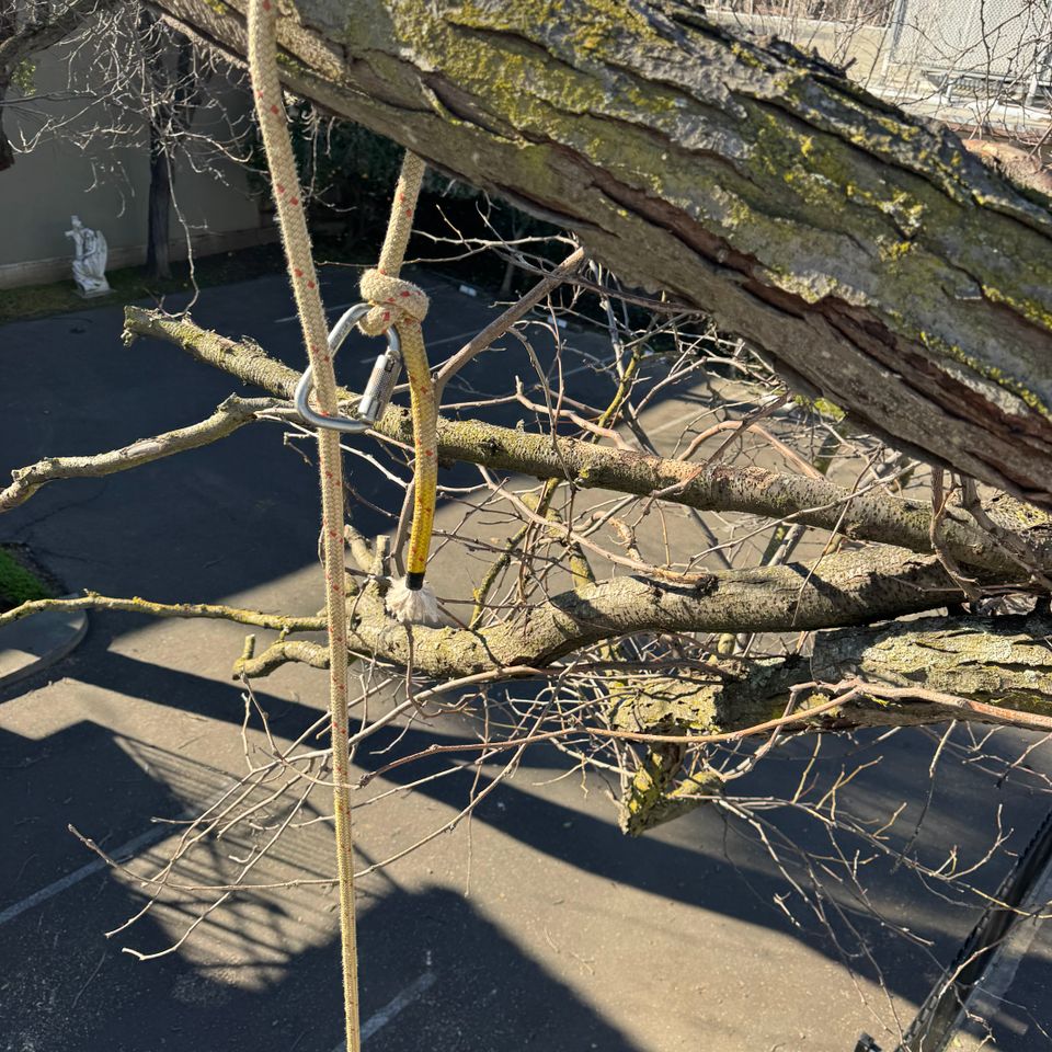 Emergency storm damage tree clean up and limb removal near Woodland CA by The Arbor Tree Service Company