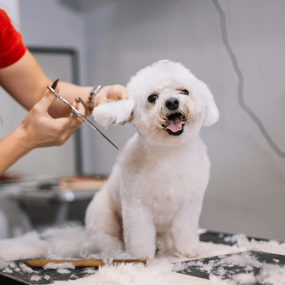 dog ear trimming near me