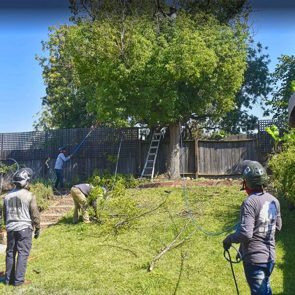 Arborist crew trimming branches in residential backyard using pole saw and safety gear
