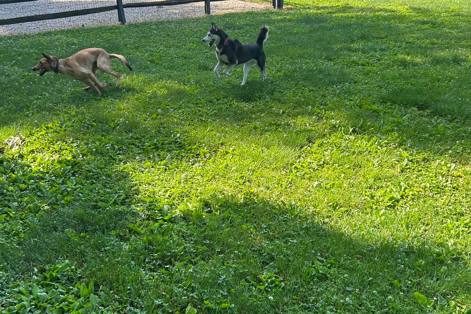 2 dogs running