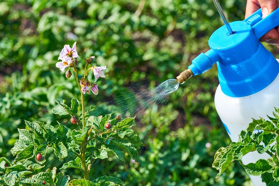Bigstock spraying plants against colora 344008921