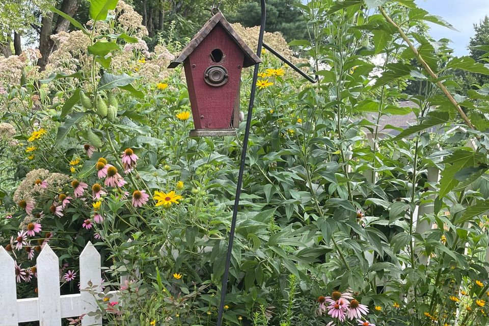 Backyard snip