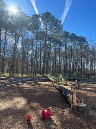 22 trees 3