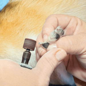 dog nail grinding spring valley california