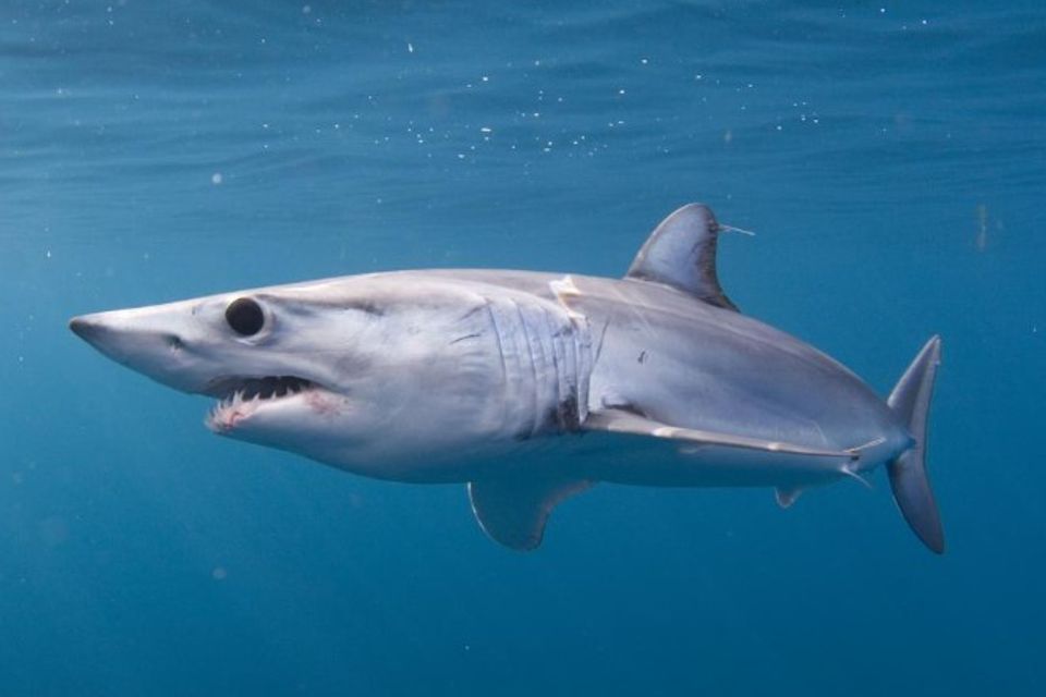 Mako