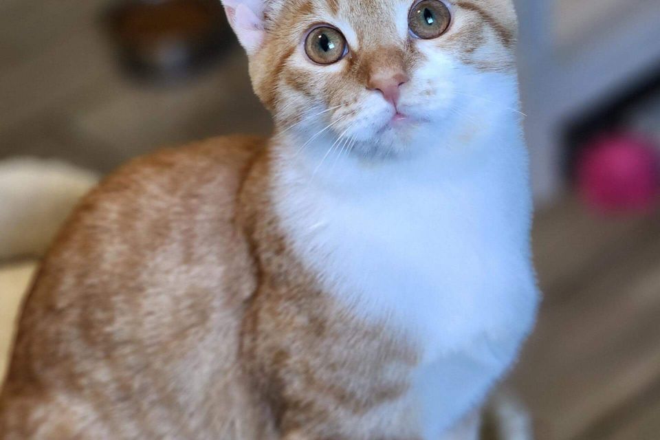 Getattachmentthumbnail (7)