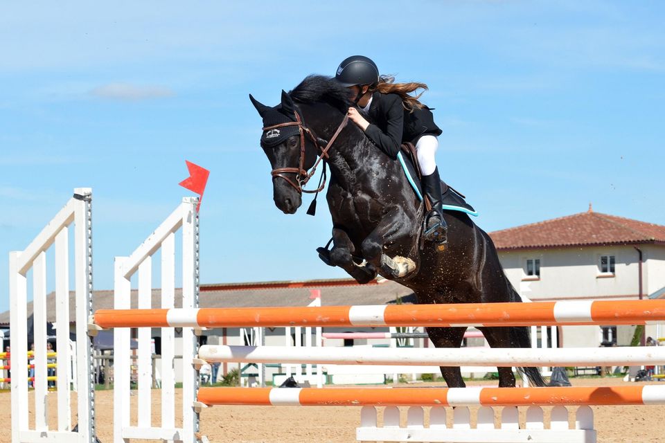 Horse g15d96cfad 1920
