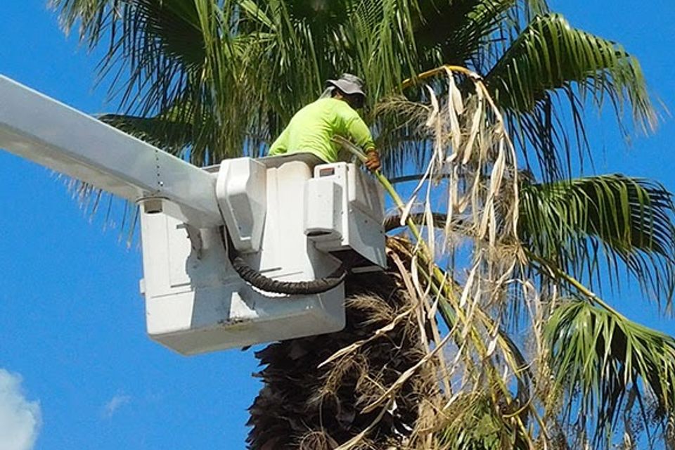 Tampa palm trimming oaks tree service