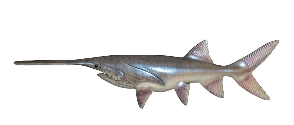 Paddlefish statue photo on white