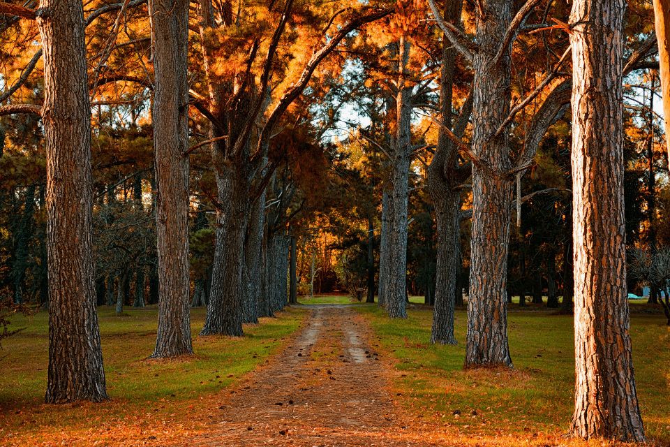 Lobozunino trees ga6de23d35 1920