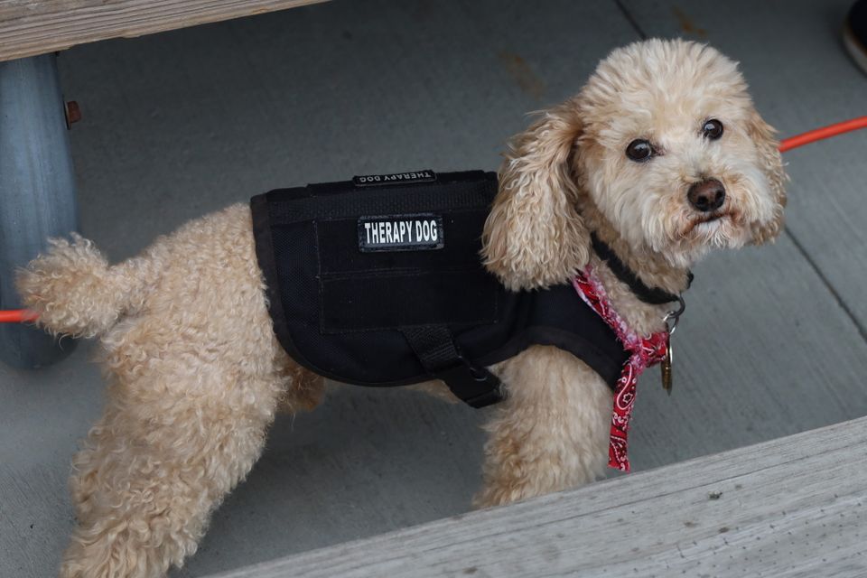 Therapy dog(1)