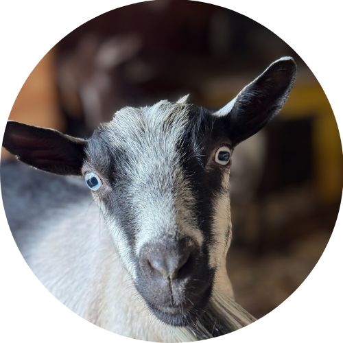 Copy of google photos (3)