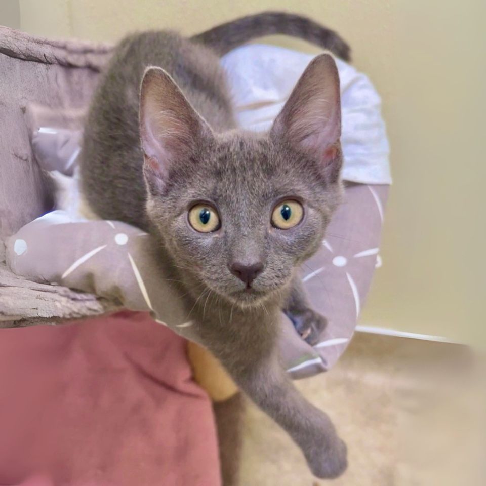 Clear the shelters square pdf (2).png