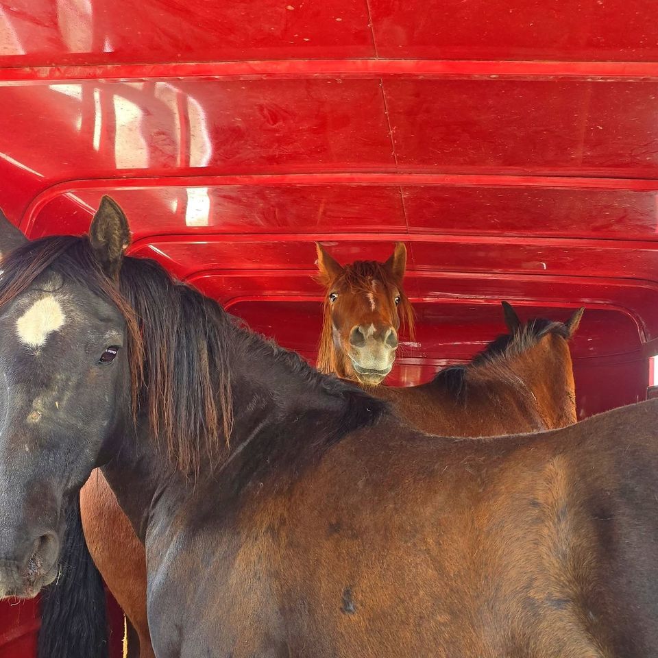 Wild c stables mustangs