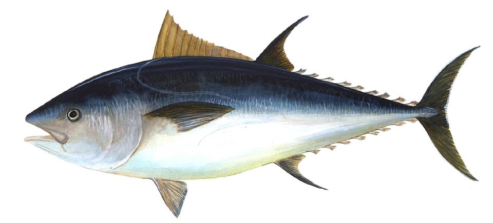 Tuna g3f7bb6e99 1920