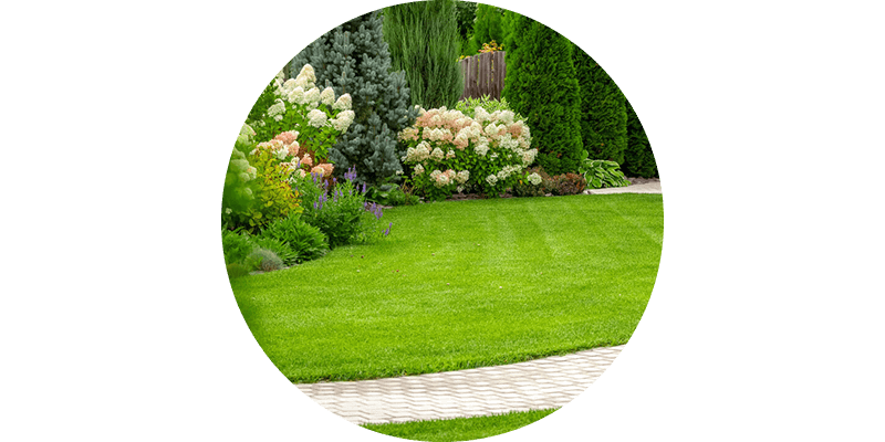 Trees   shrubs