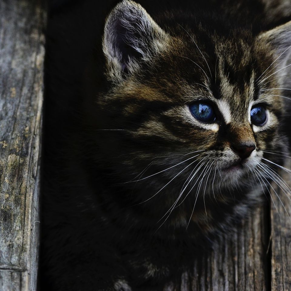 Cat 5fe1d1424b 1920