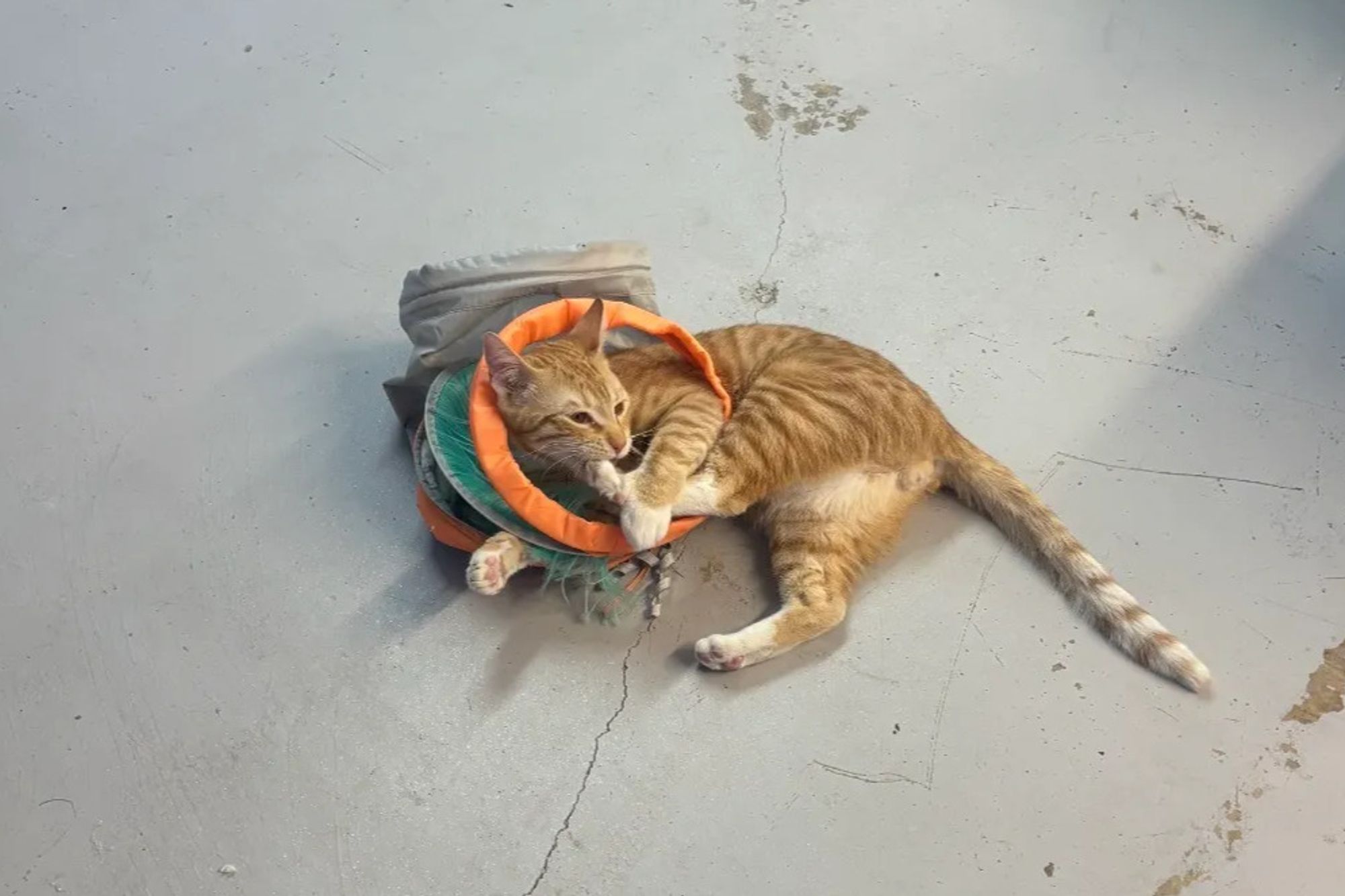 A cat relaxing inside the Paw-Rump Cat Cafe