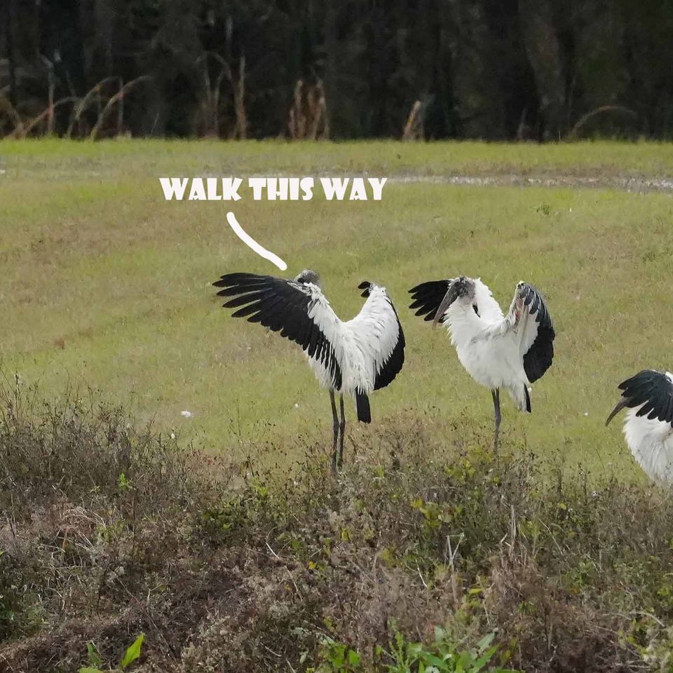 Walk this way cartoon