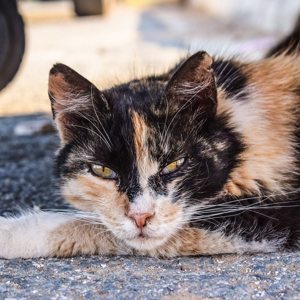 Cat gbf630b549 1920