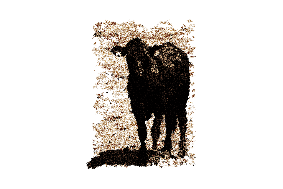 Test cow