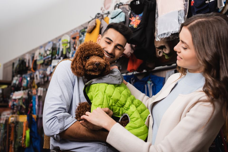 Smiling couple wearing animal jacket on poodle in animal shop