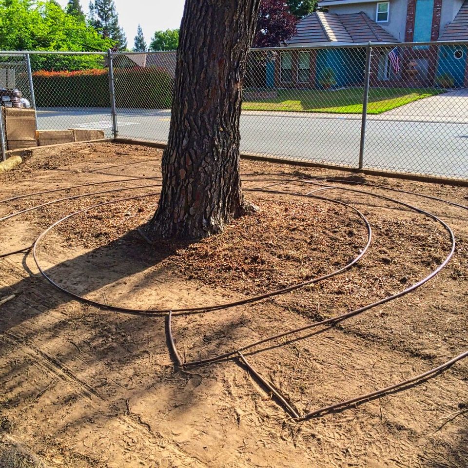 tree sprinklers roseville