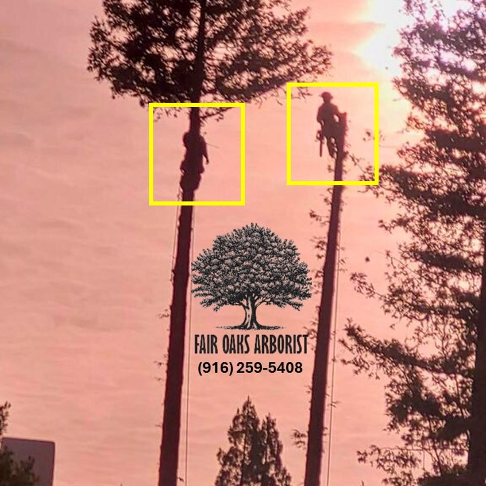 fair oaks tree services