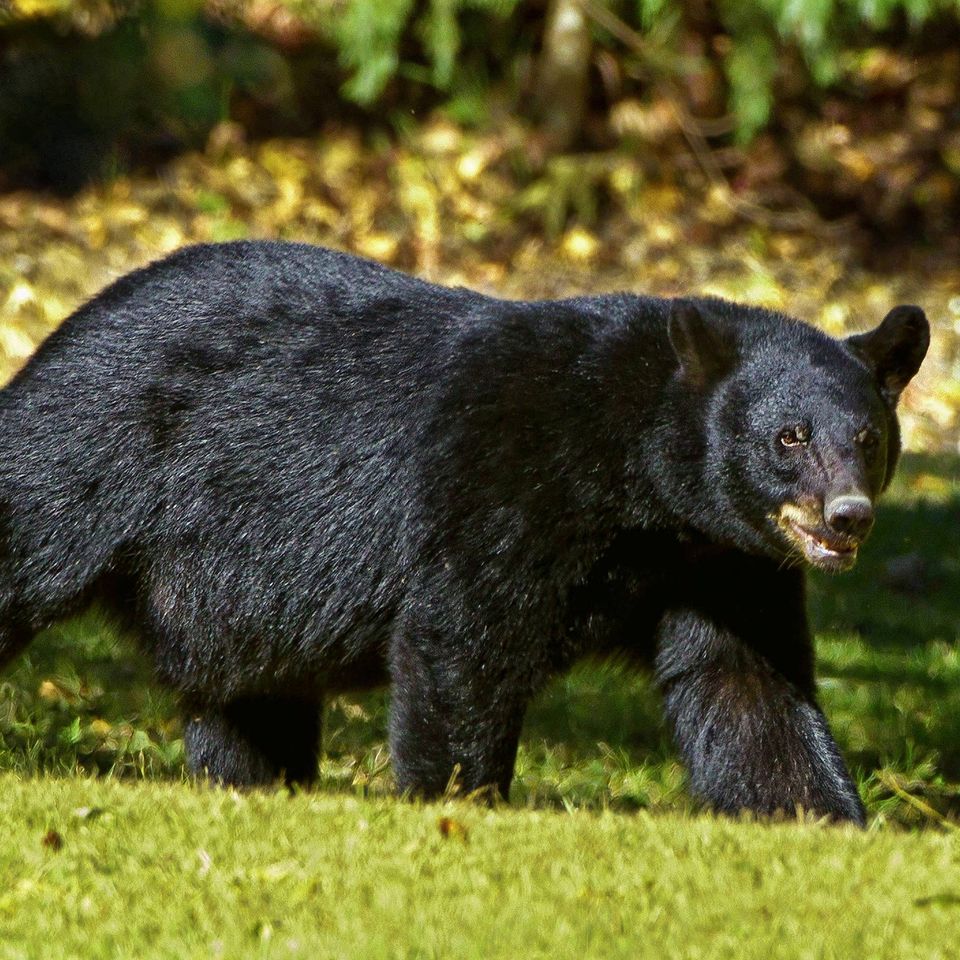 Black bear g1922002da 1920