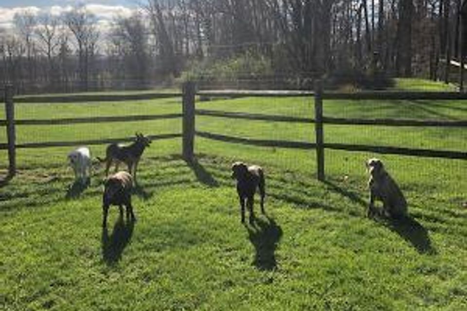 5 dogs