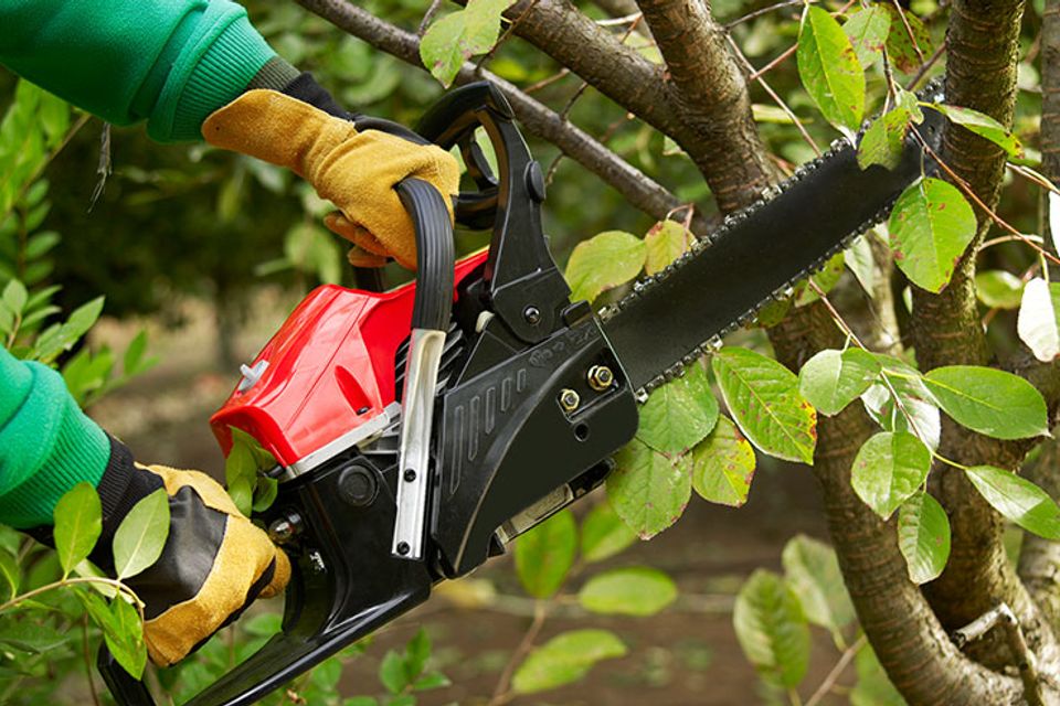 Tree trimming and reliability   hire a contractor