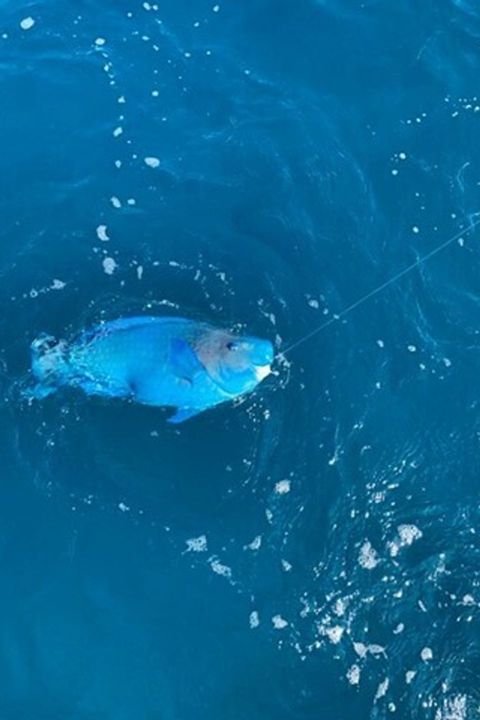 Parrot fish