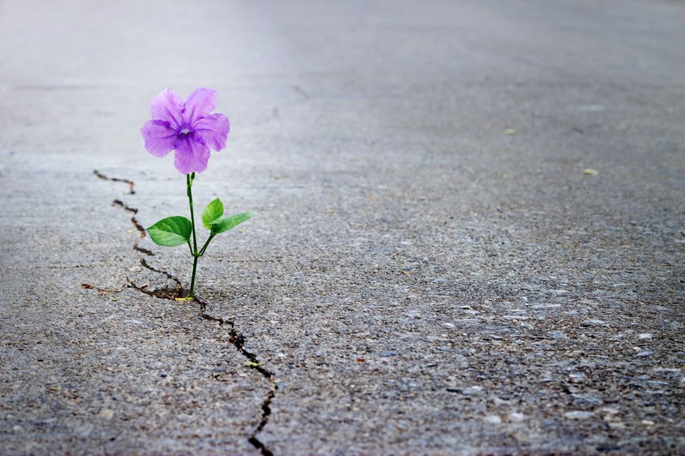 Purple flower growing crack street soft focus blank text