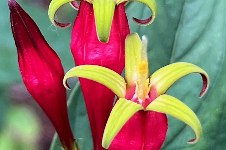 Spigelia from mm