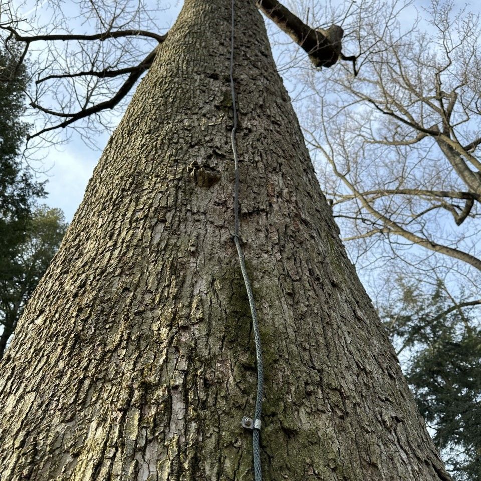 Tree protected to avoid lightinig strike 3